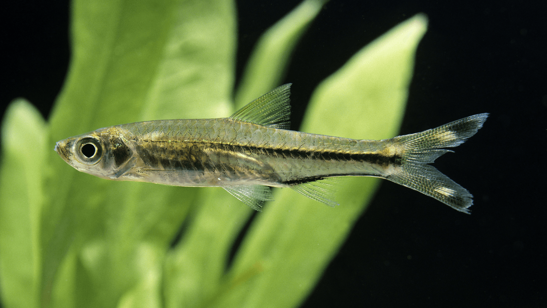 A photo of Scissortail rasbora