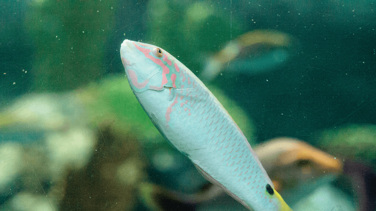 An image of a Moon wrasse