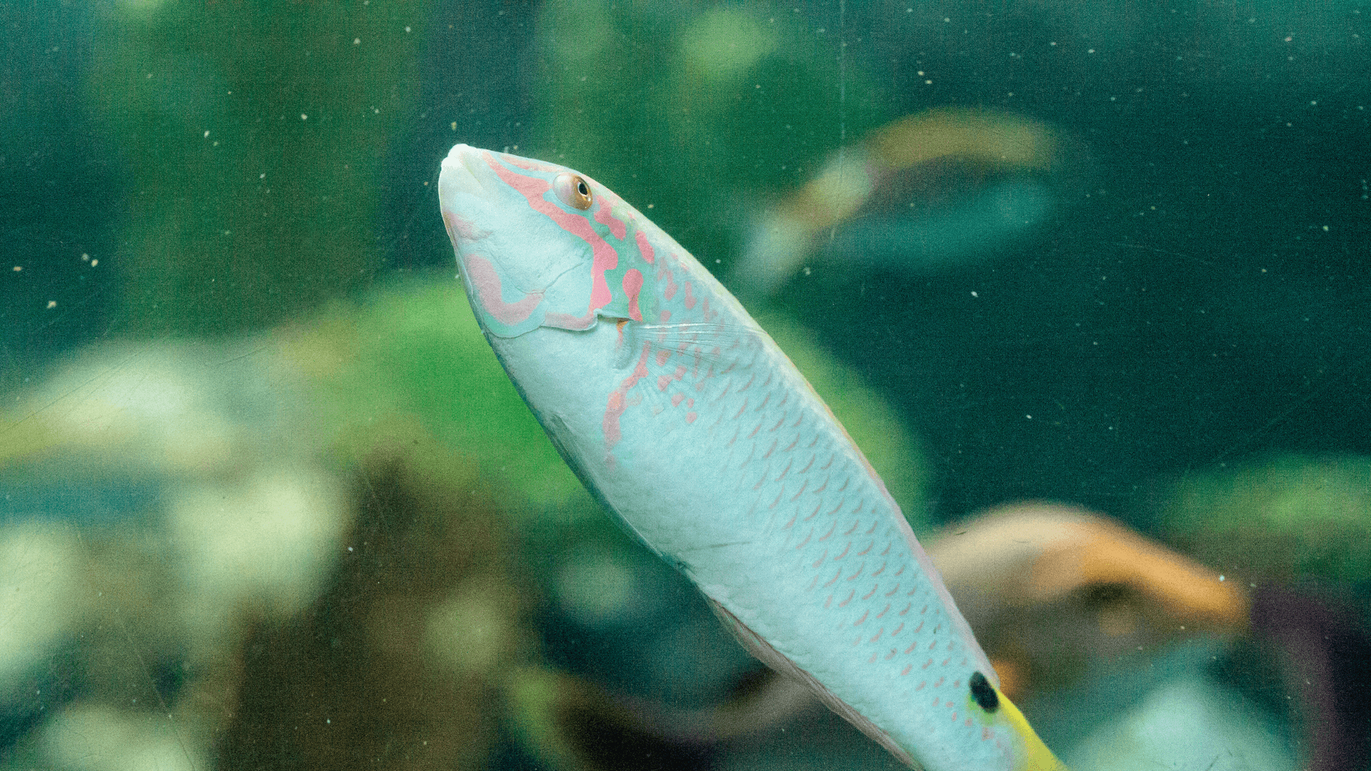 A photo of Moon wrasse