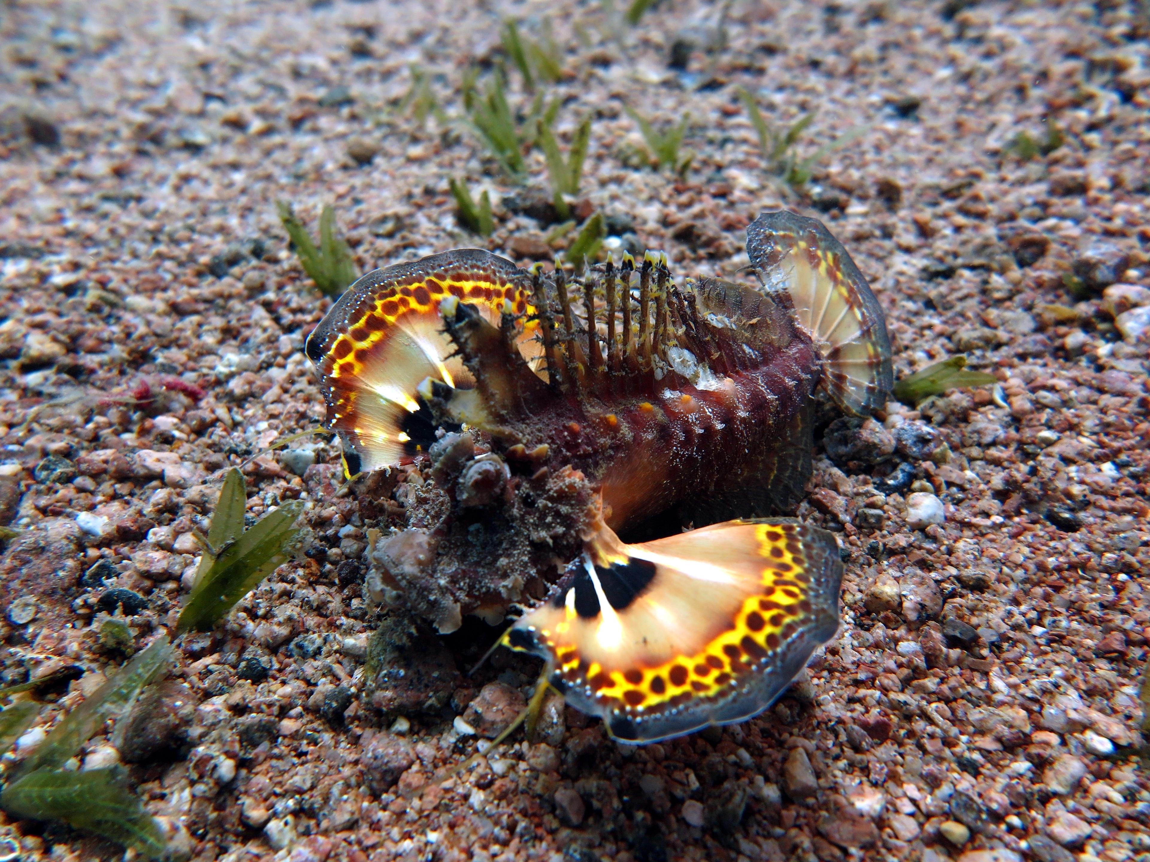 A photo of Sea goblin
