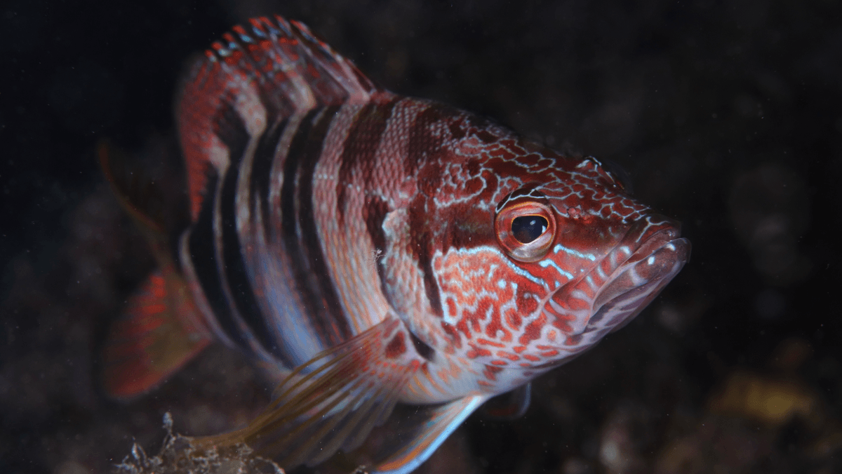 An image of a Painted comber
