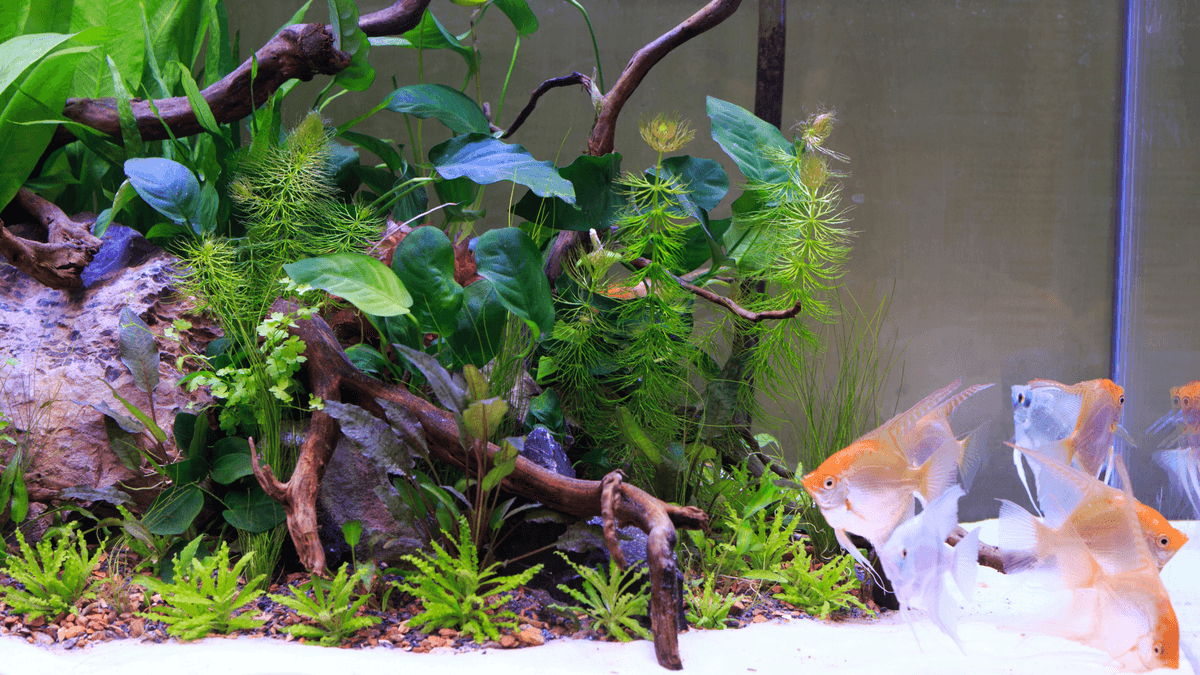 An image of a The Benefits of Live Plants in an Aquarium