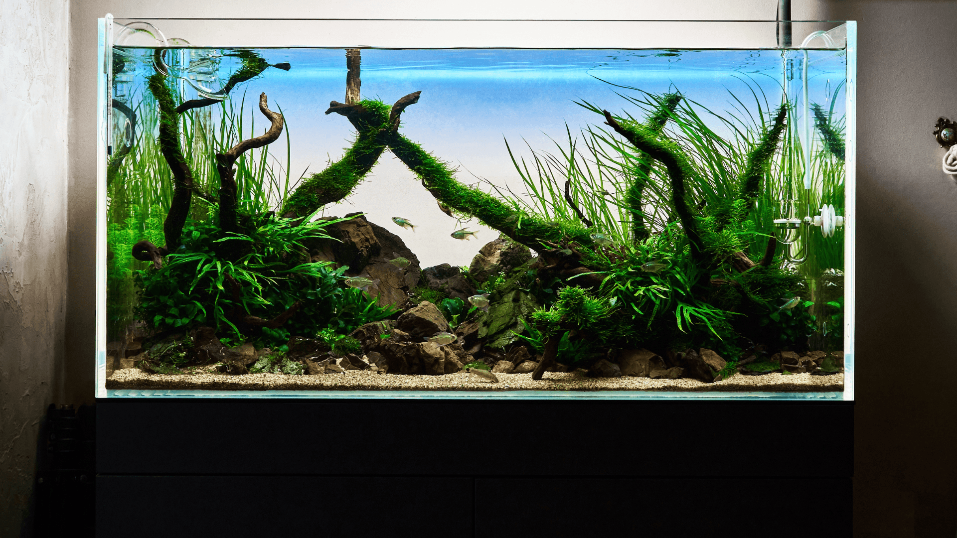 A photo of Nations at the Forefront of Aquascaping