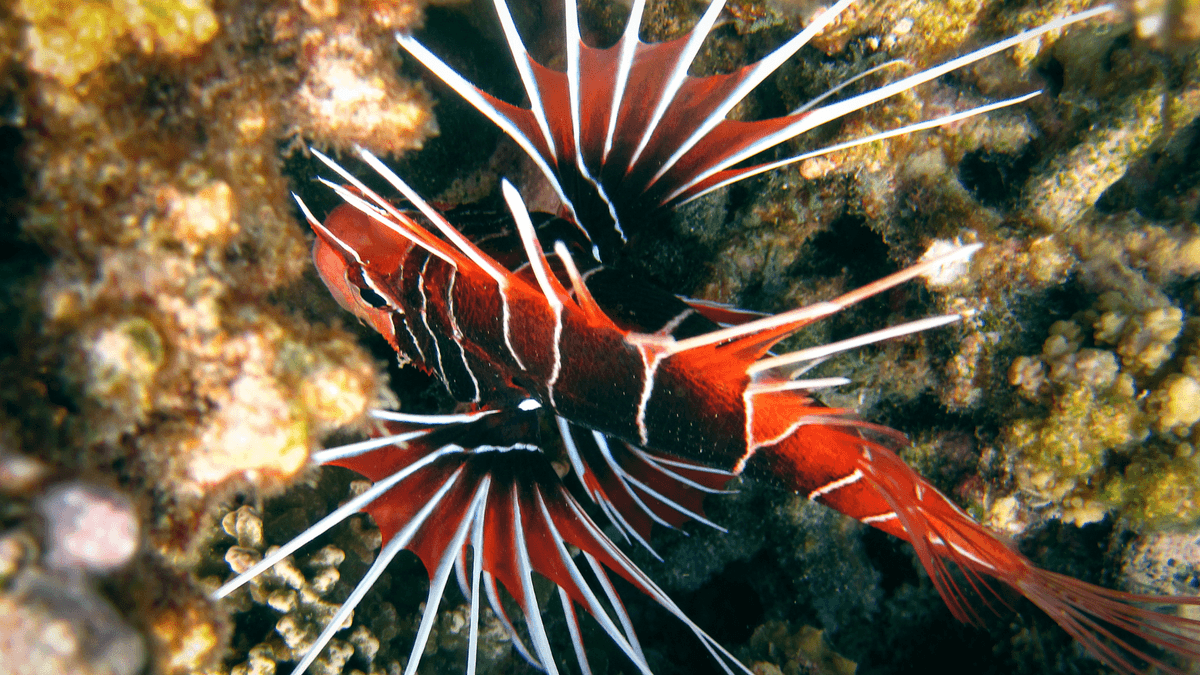 An image of a Radiata lionfish