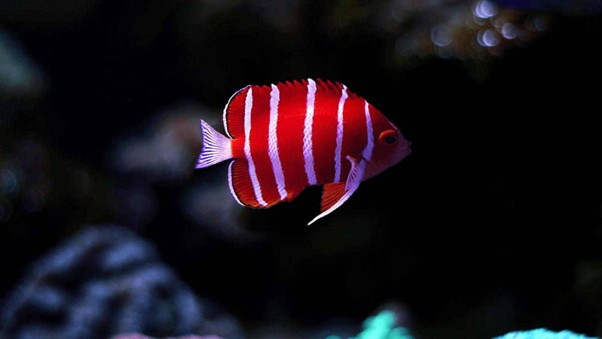 An image of a Five Rare and Obscure Fish in the Aquarium Trade