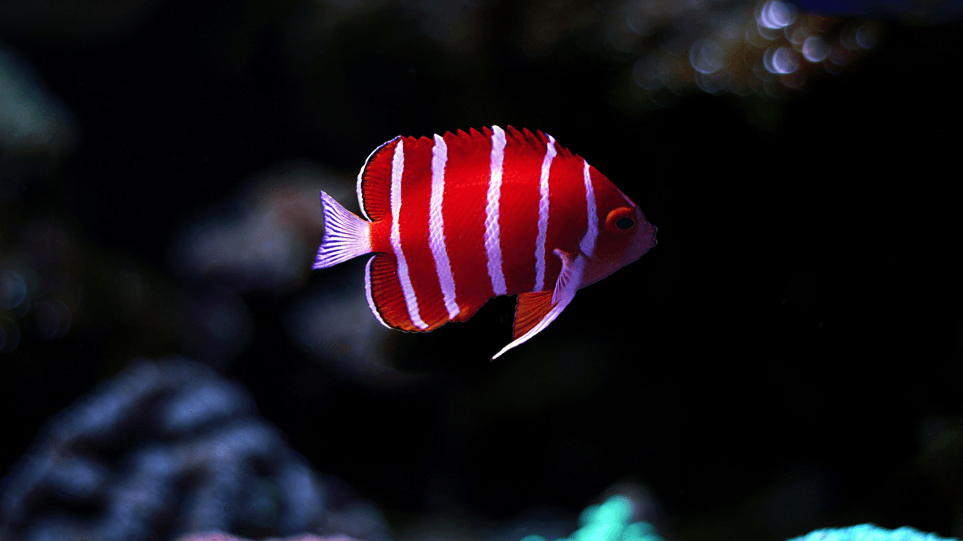 An image of a Peppermint Angelfish