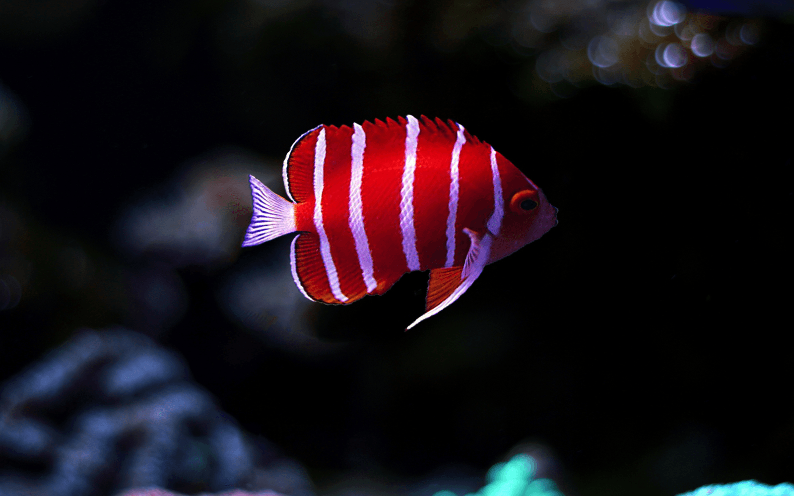 An image of the vibrant peppermint angelfish