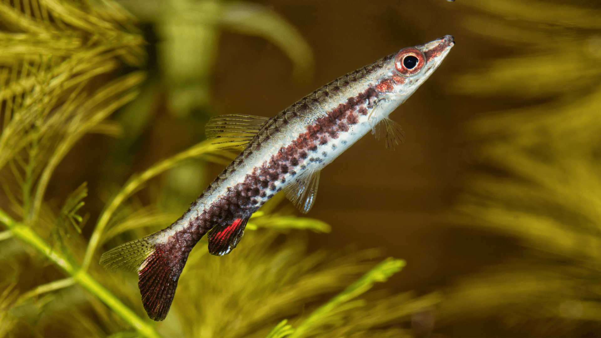 A photo of Hockeystick pencilfish