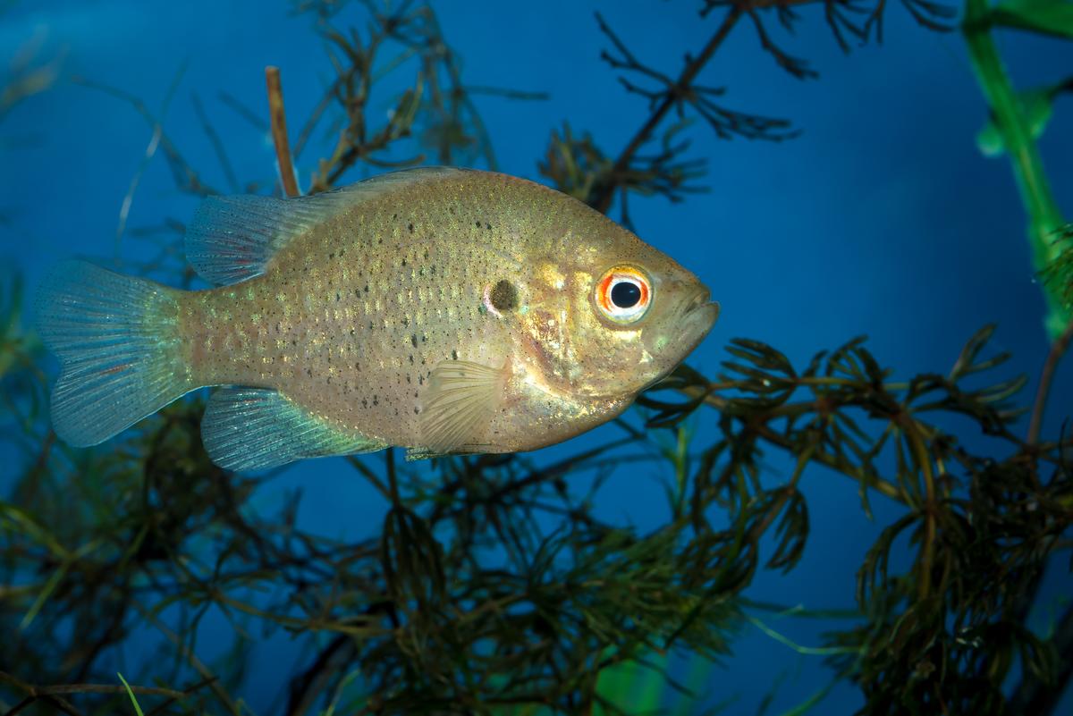 An image of a Redear sunfish