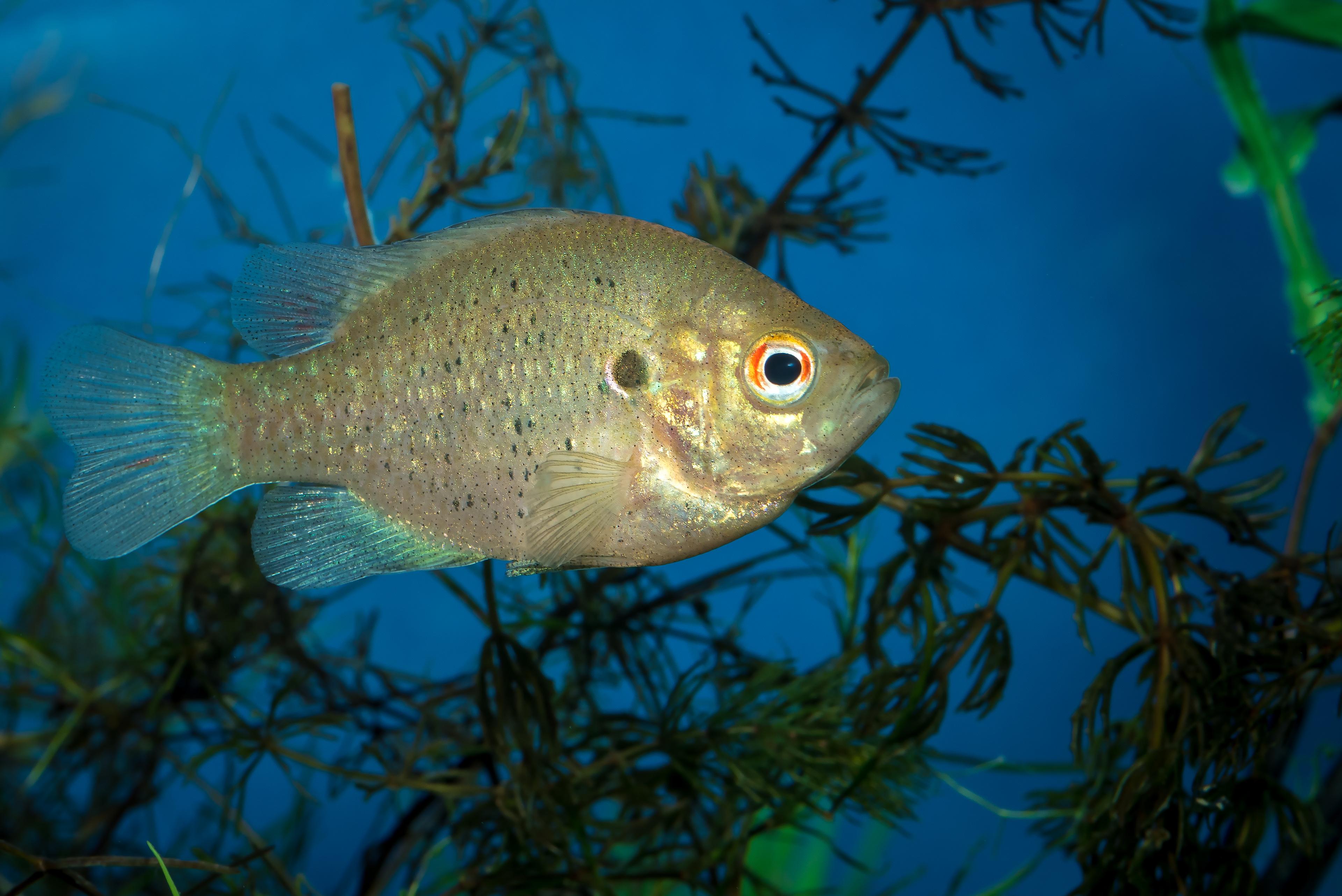 A photo of Redear sunfish