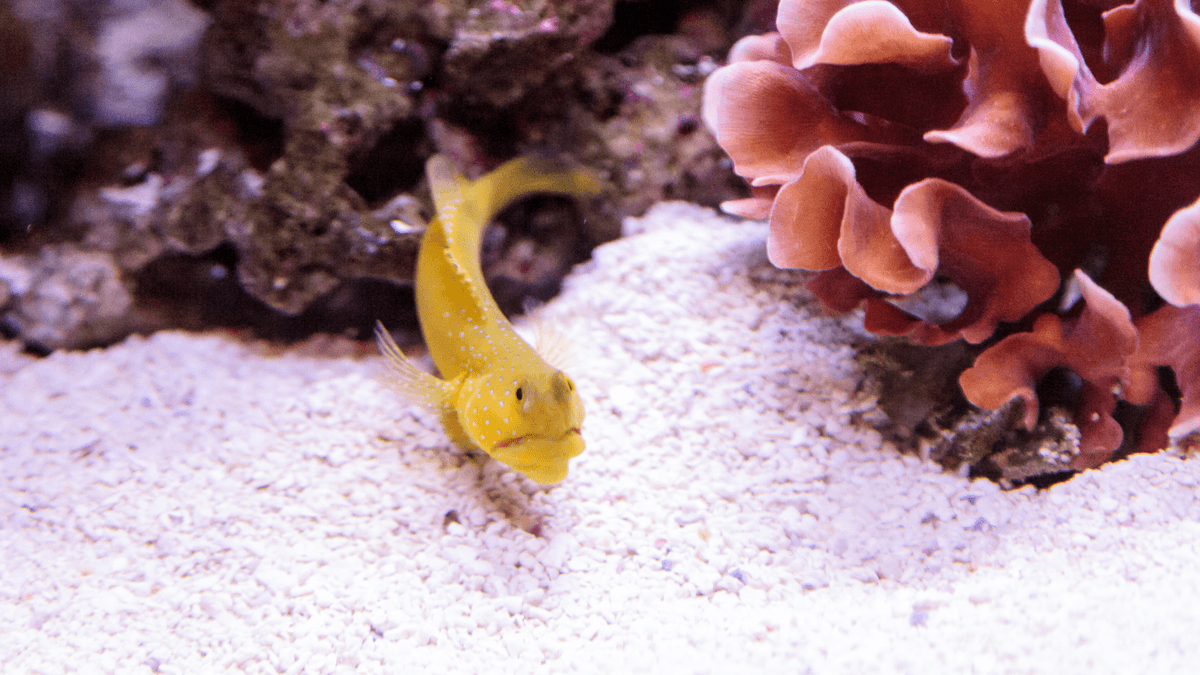 An image of a Blue spotted jawfish