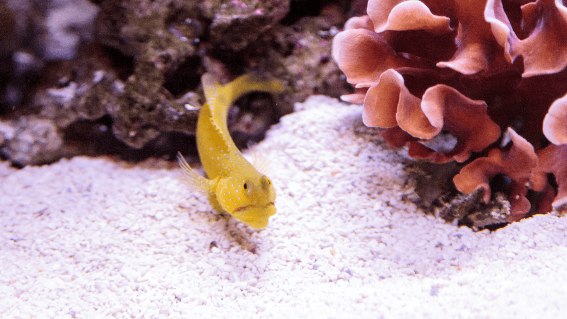 Blue spotted jawfish - Book of Neptune