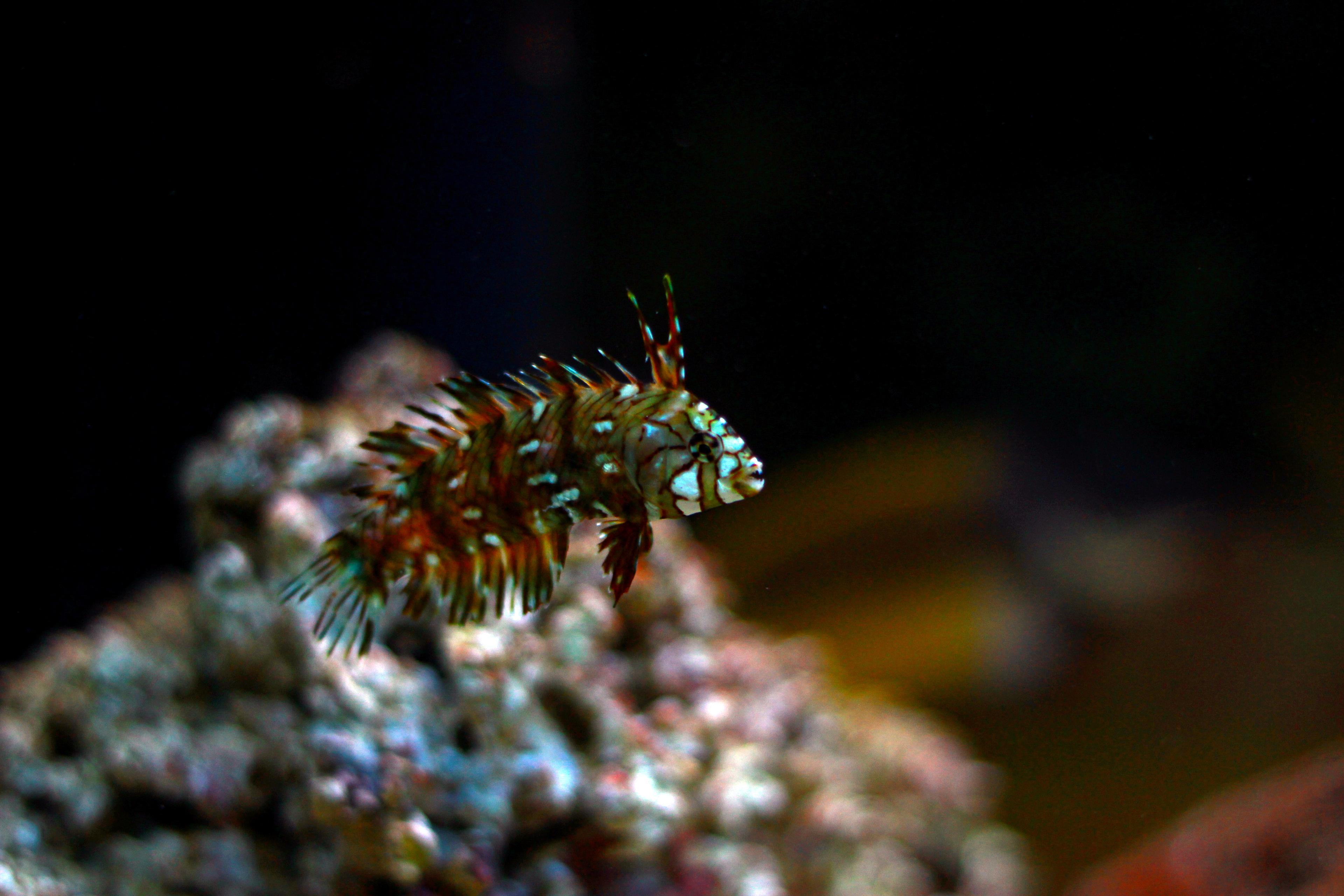 A photo of Dragon wrasse