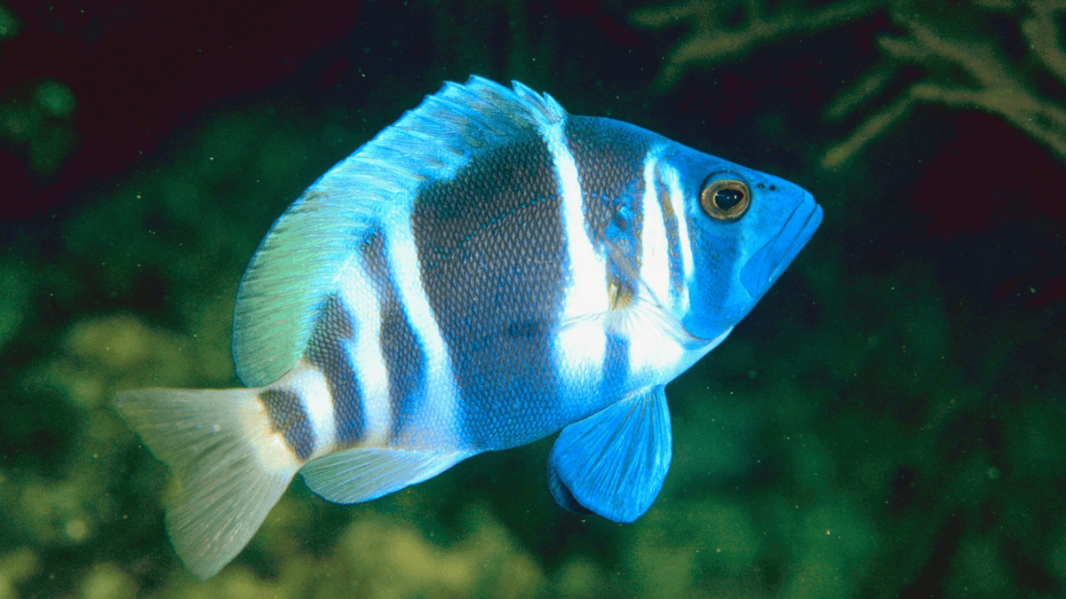An image of a Indigo hamlet