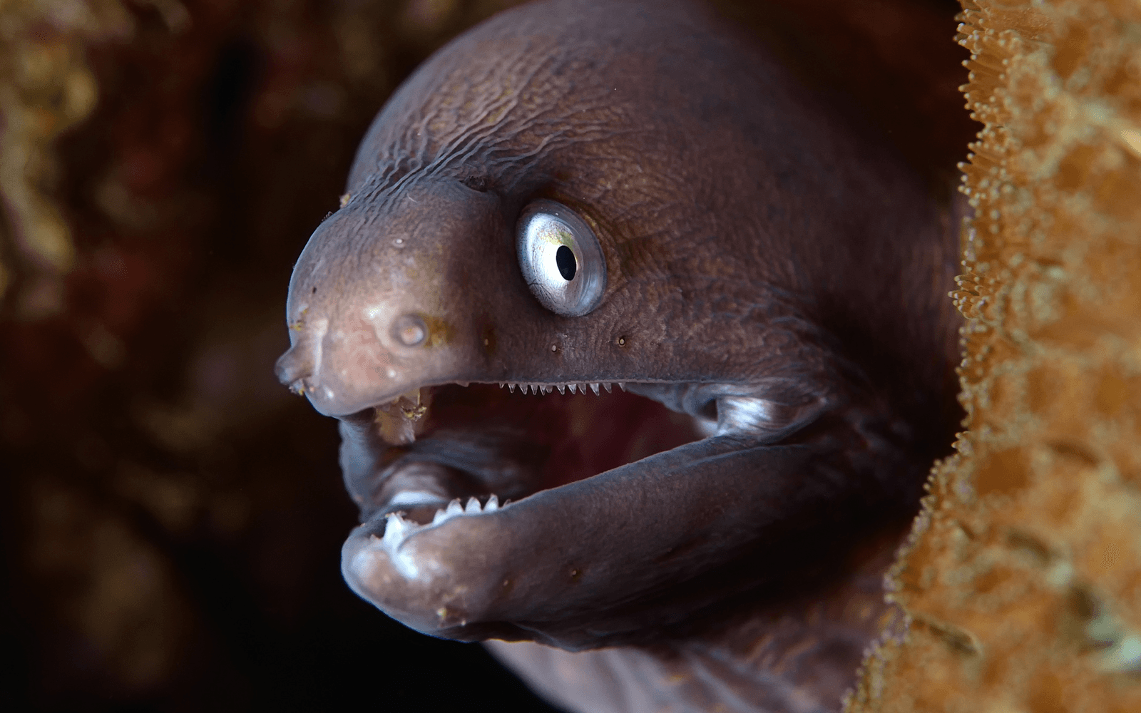 Moray eel with sharp teeth