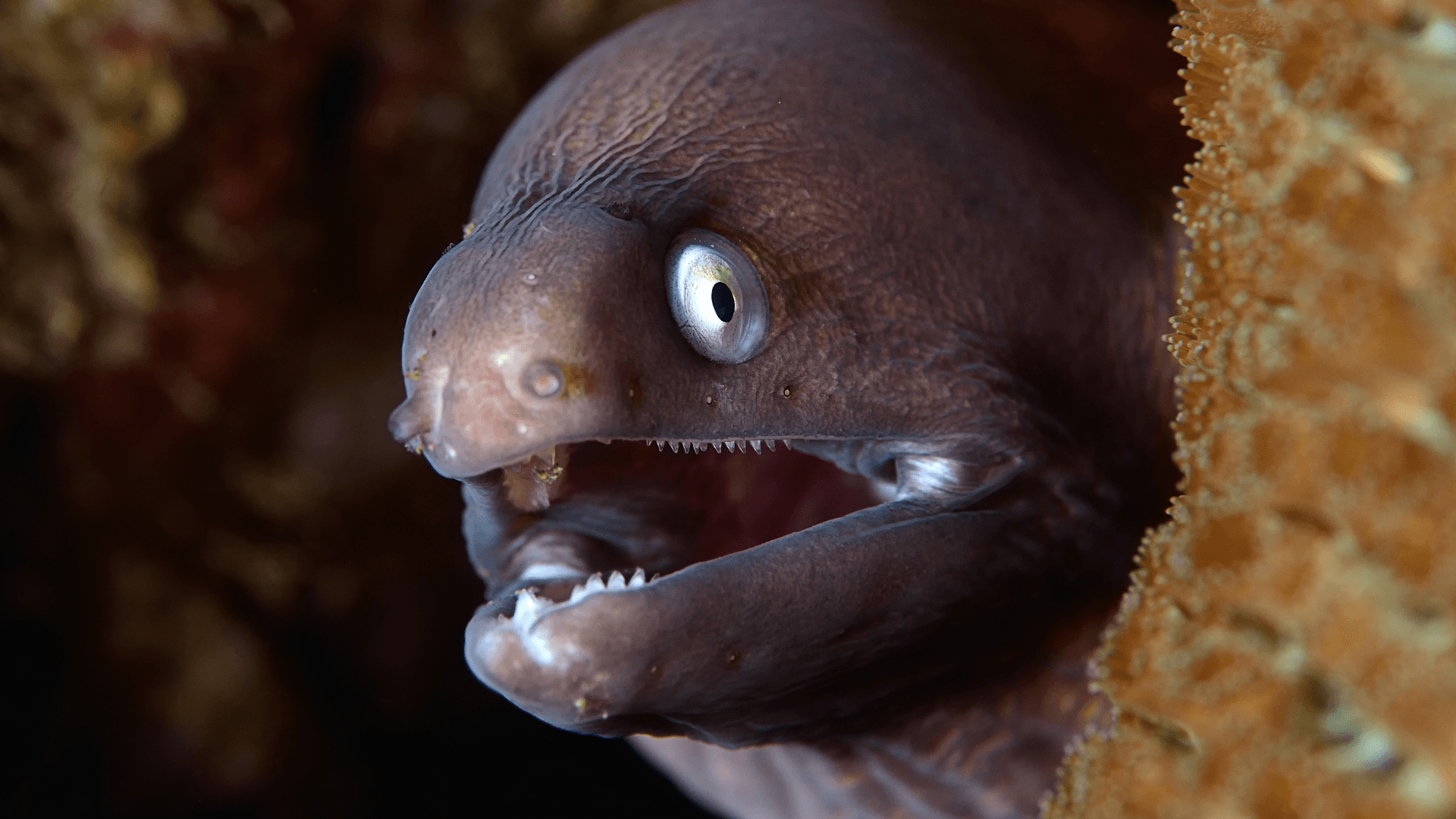 A photo of Moray Eels