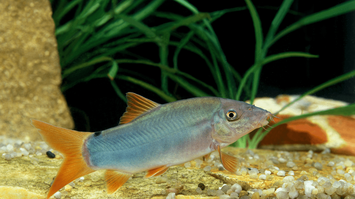 An image of a Redtail loach