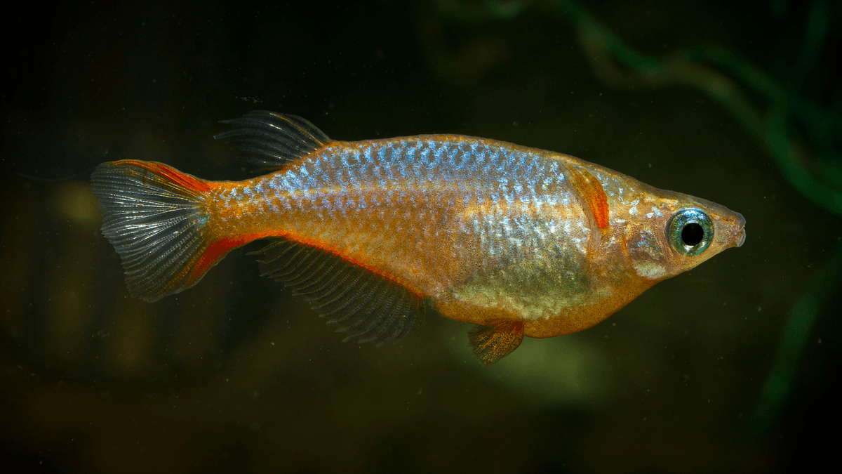 An image of a Daisy's Ricefish