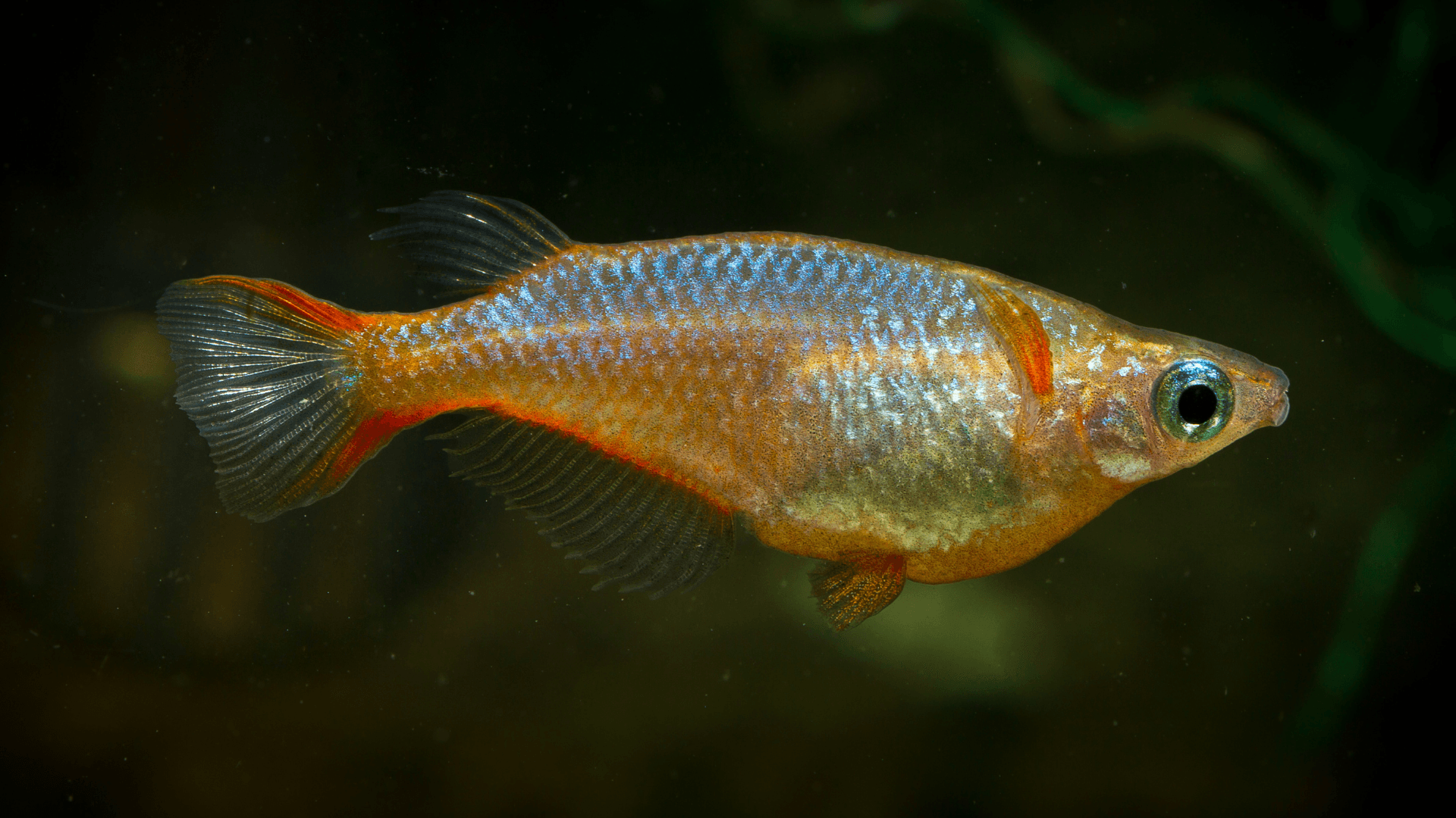 A photo of Daisy's Ricefish