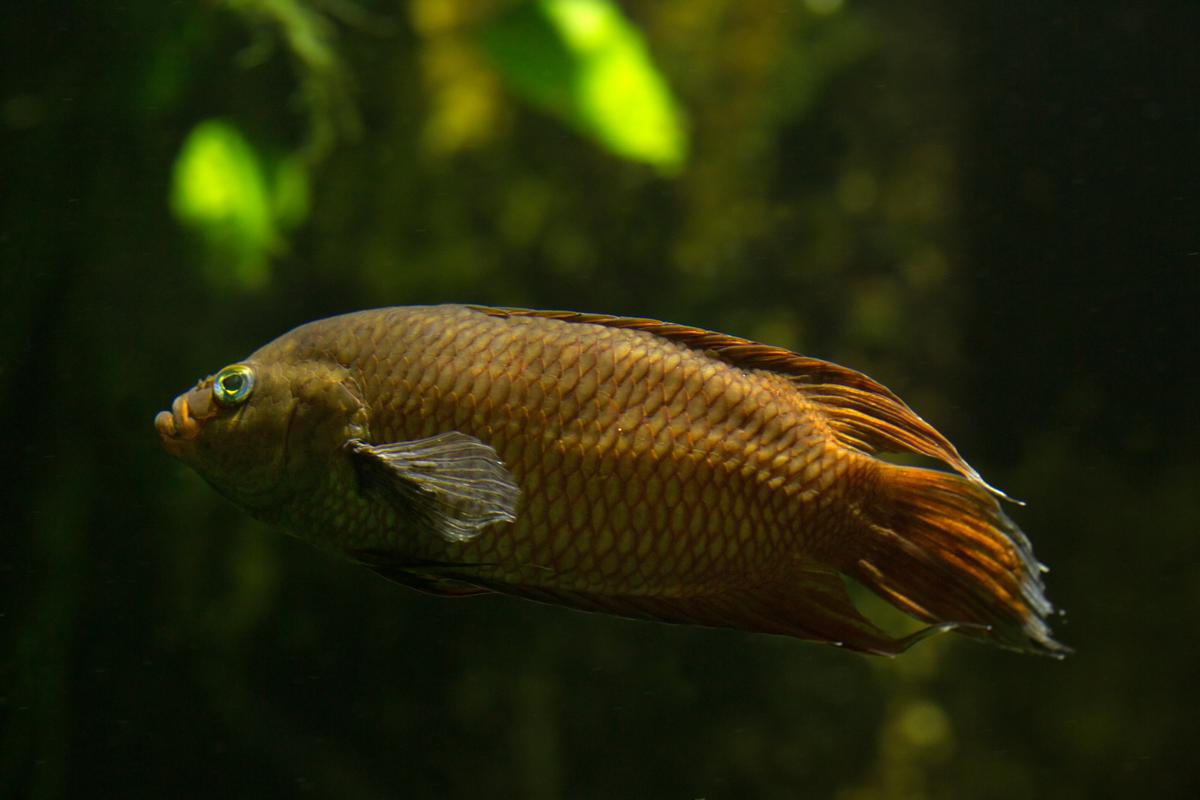 An image of a Ceylonese combtail