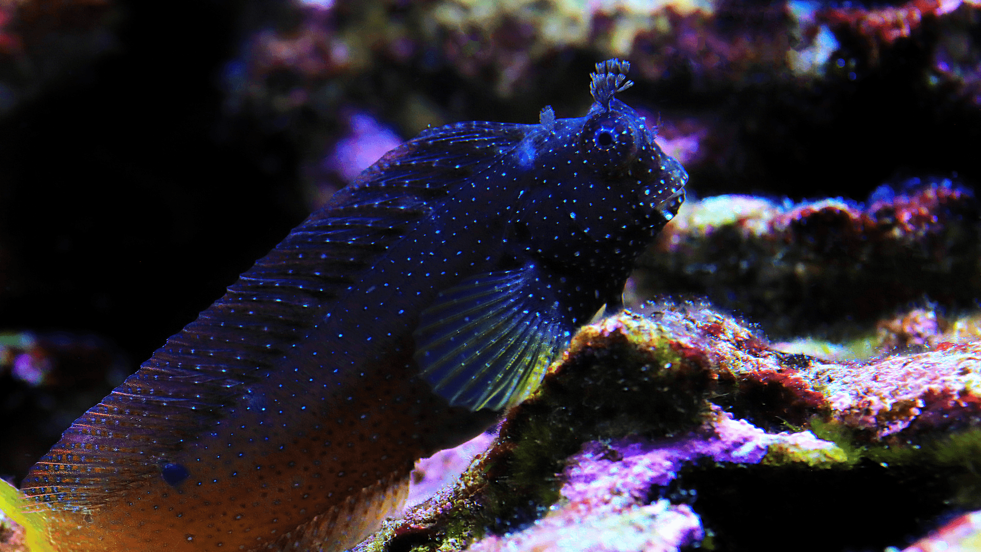 A photo of Starry blenny