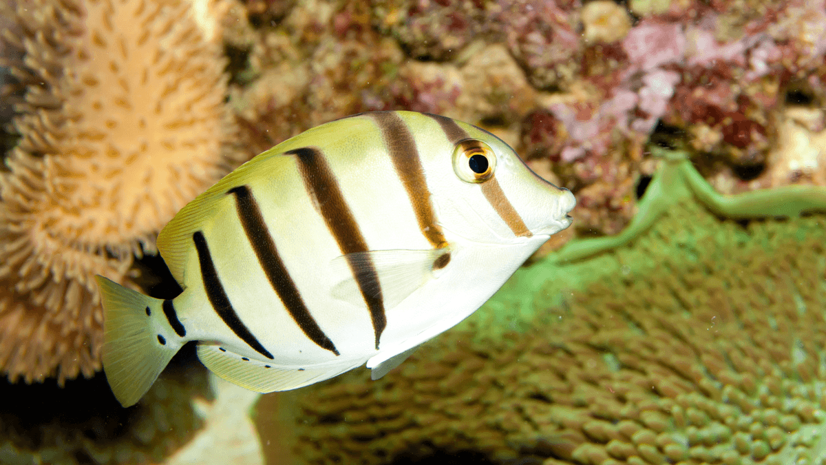 An image of a Convict tang