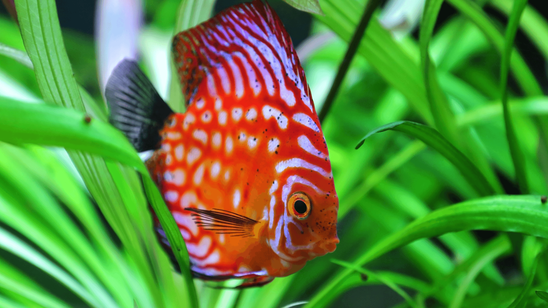 Common discus image 2