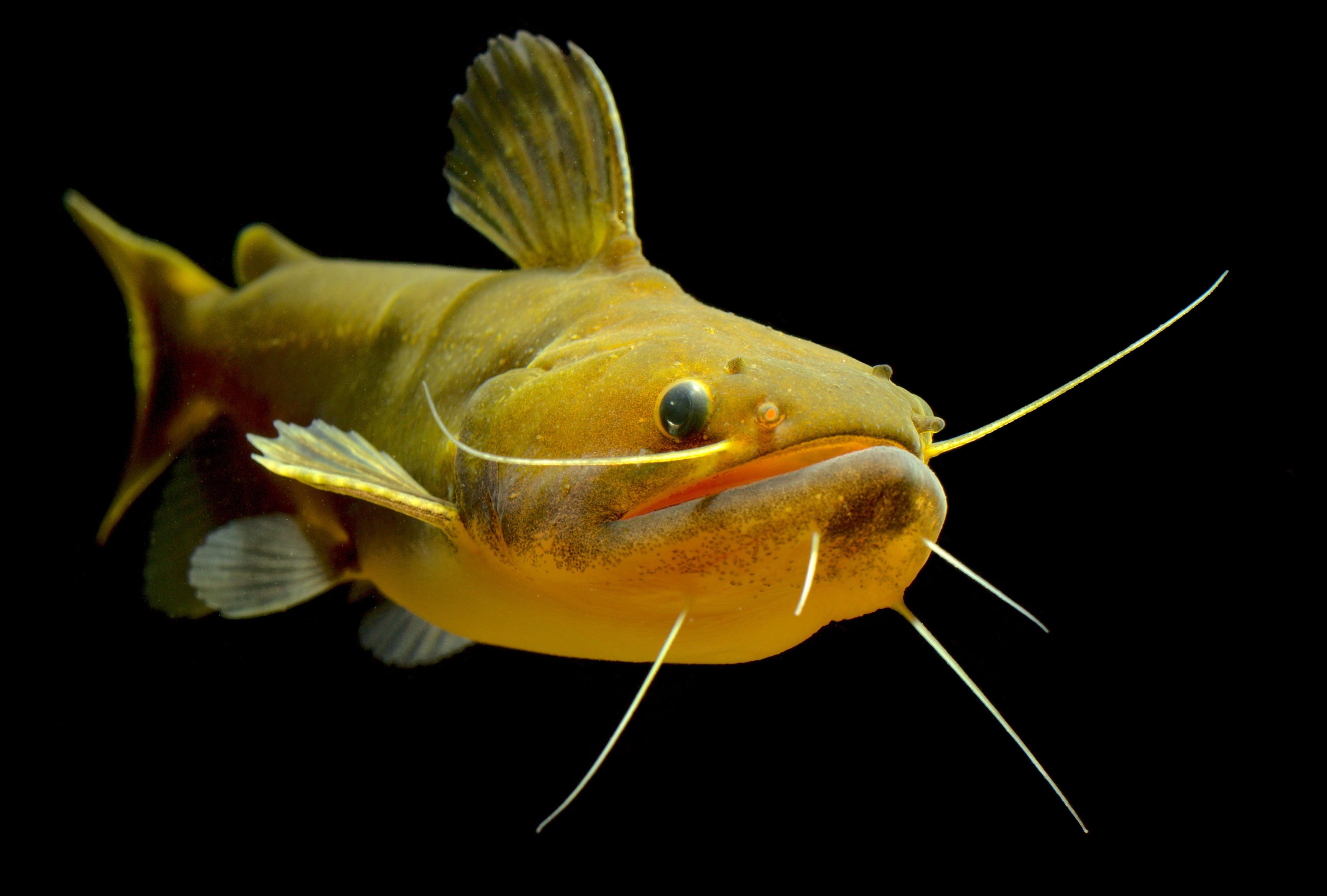 A photo of Gulper catfish