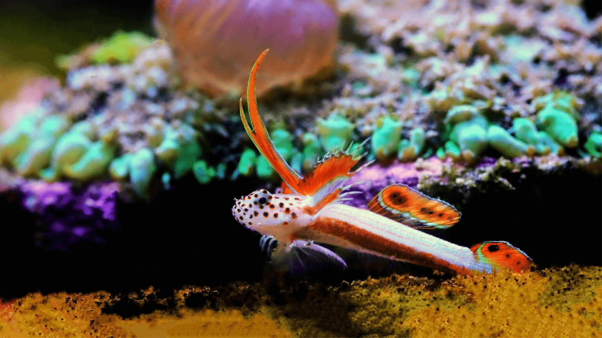 A photo of Flaming Prawn Goby