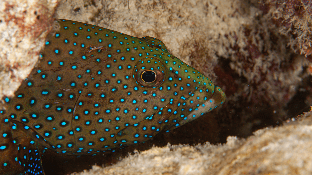 An image of a Blue dot grouper