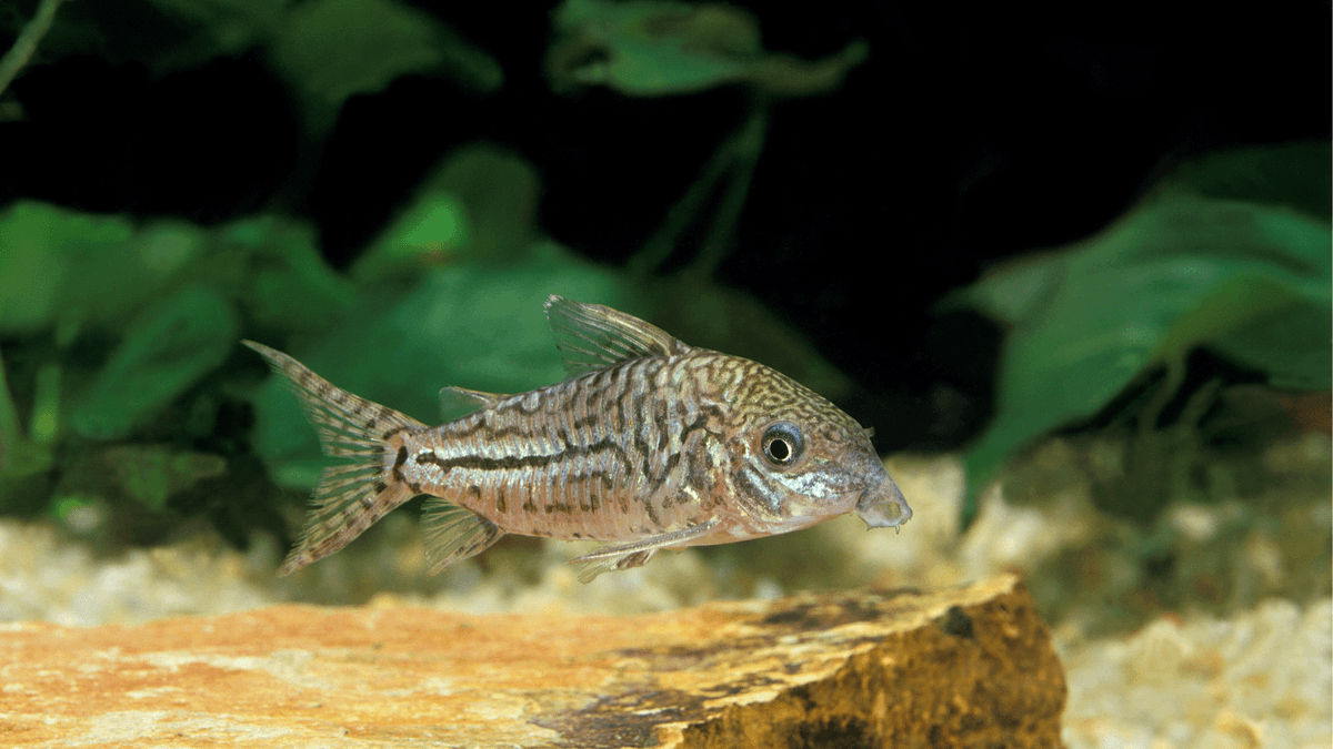 An image of a Sterba's corydoras
