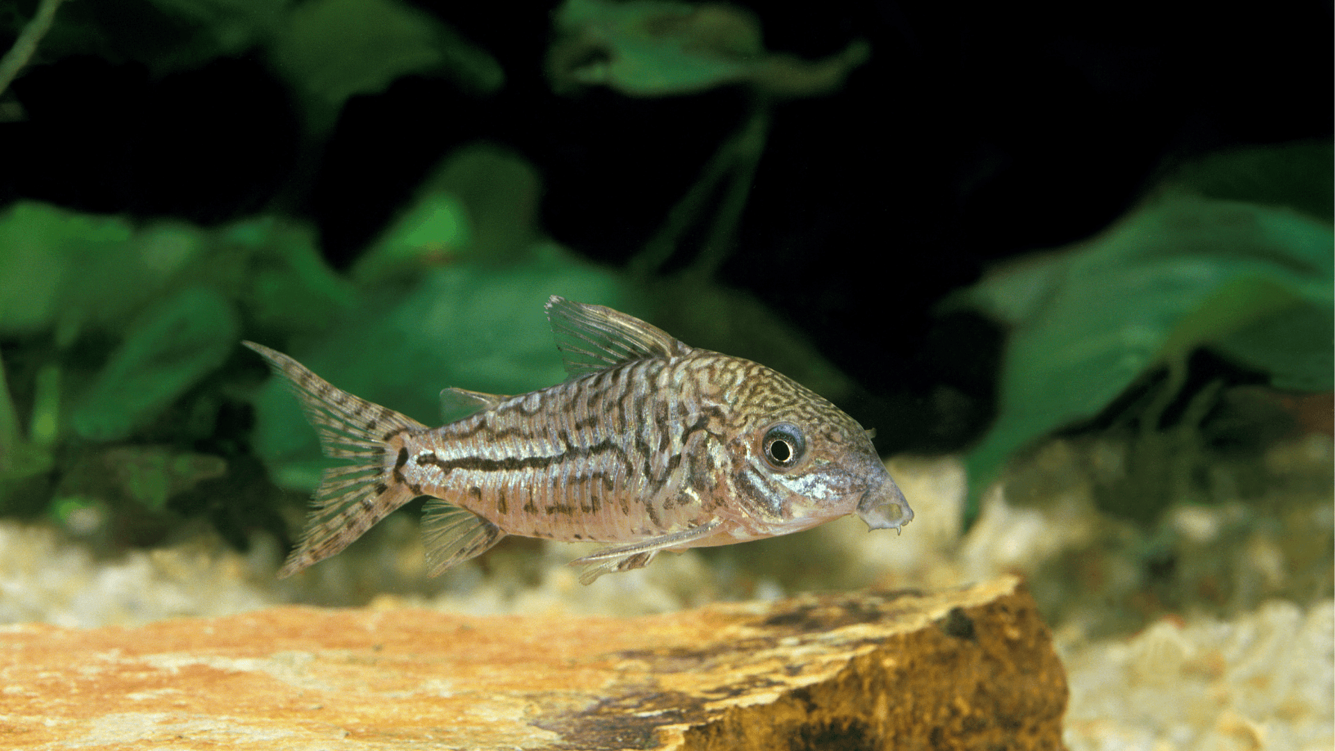 A photo of Sterba's corydoras