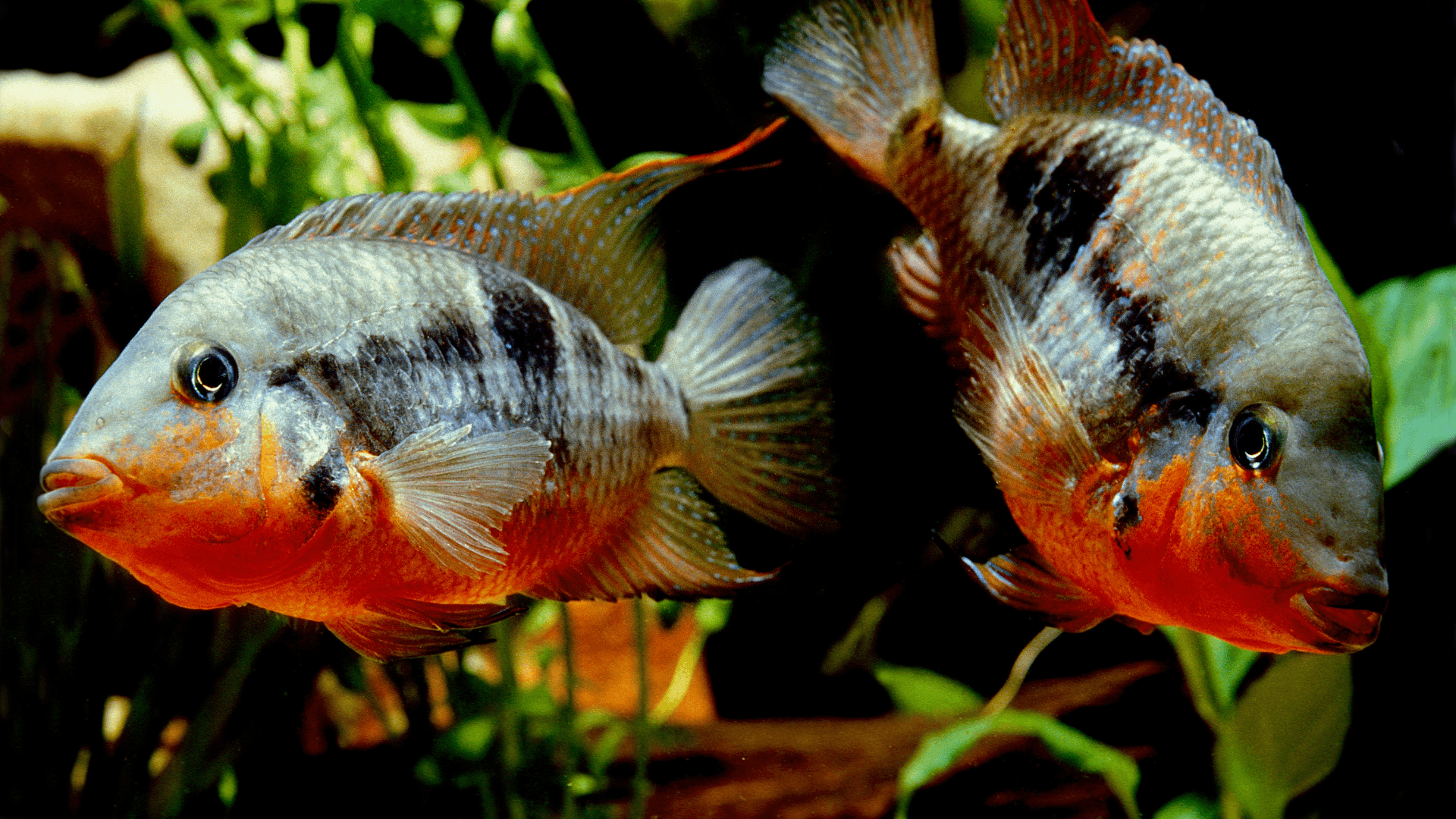 A photo of Firemouth cichlid