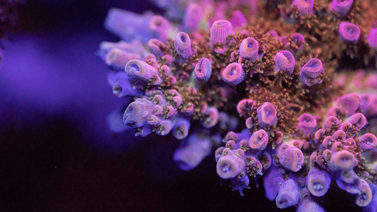 An image of a Tenuis Acropora