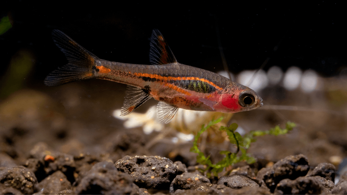 An image of a Chili rasbora