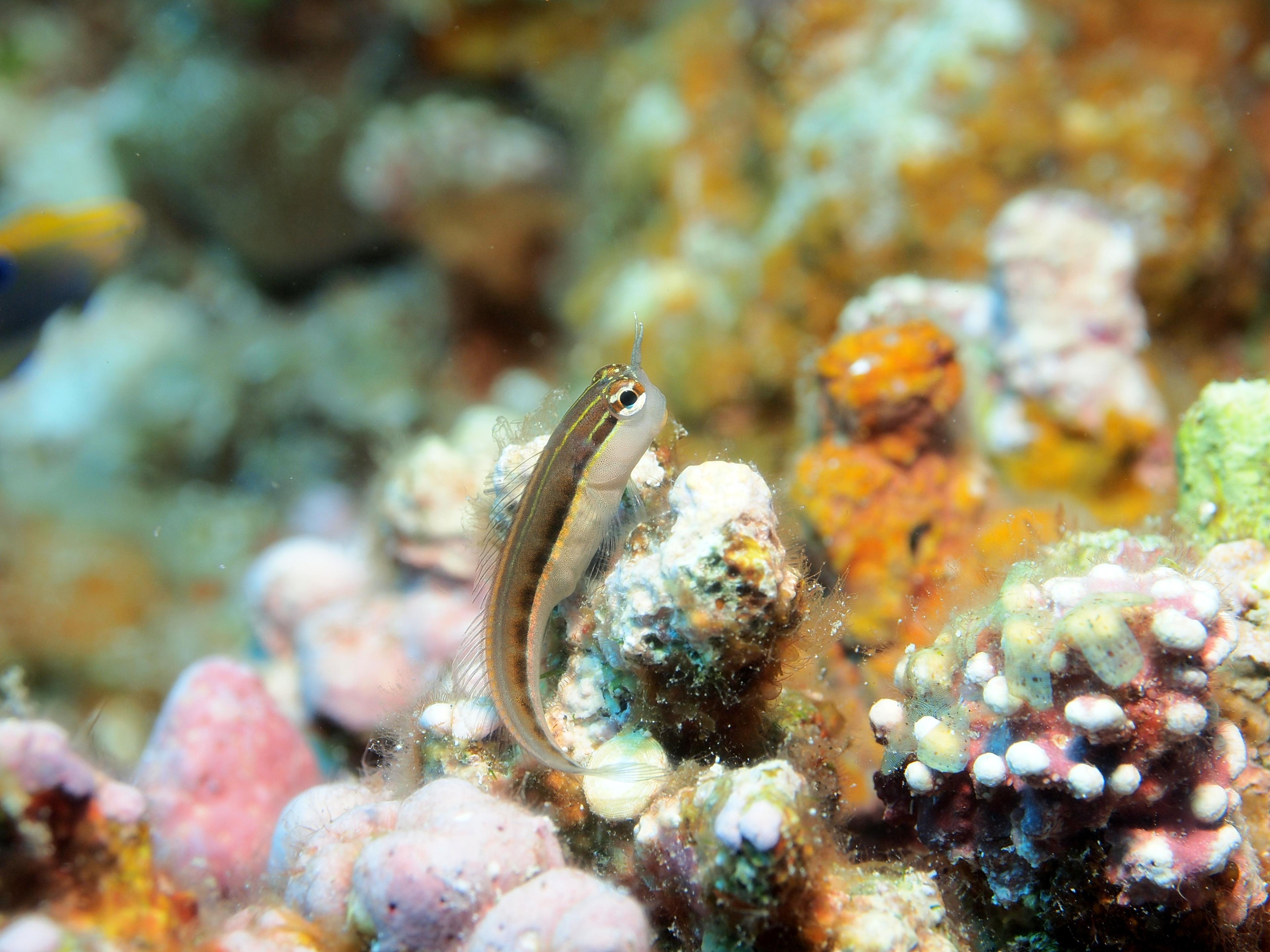 A photo of Linear blenny