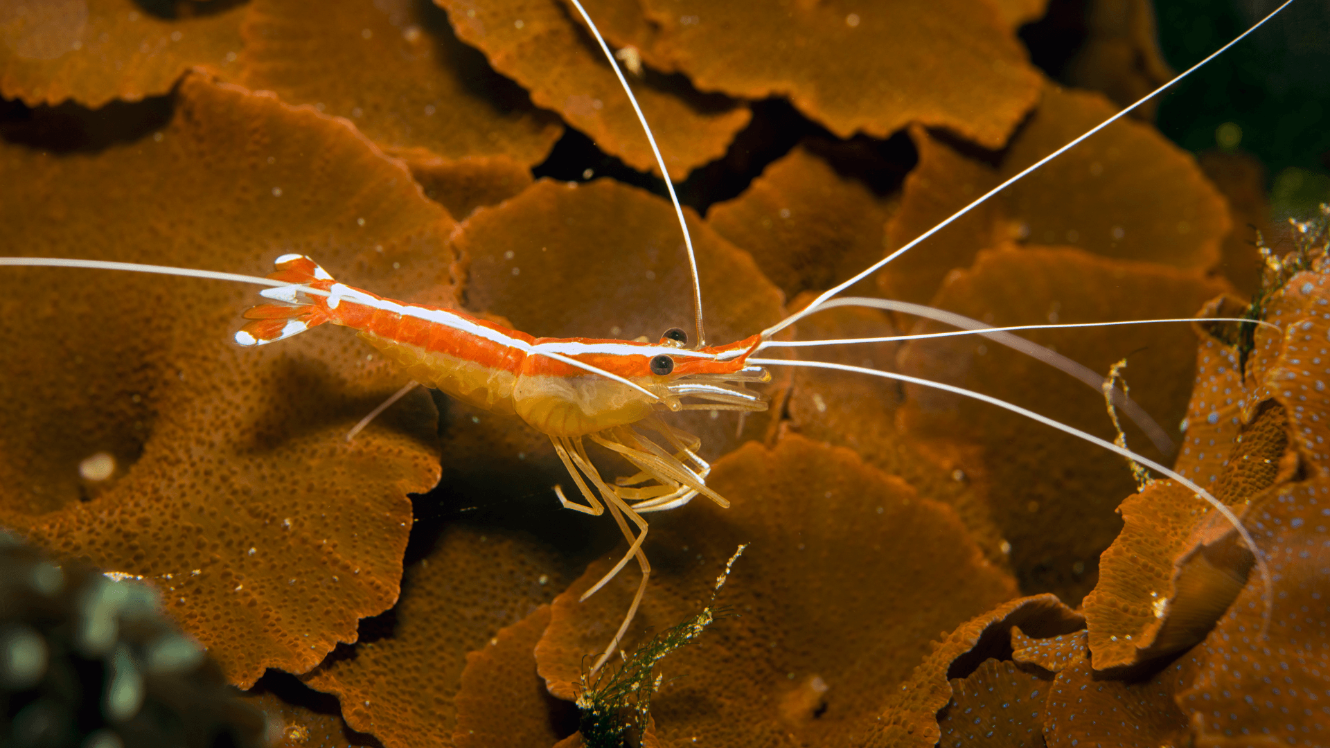 A photo of Skunk cleaner shrimp