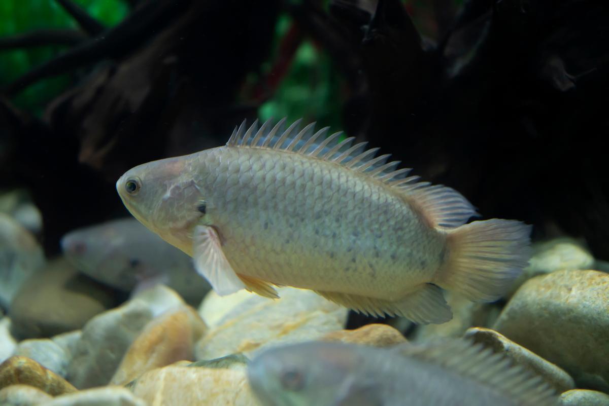 An image of a Climbing perch