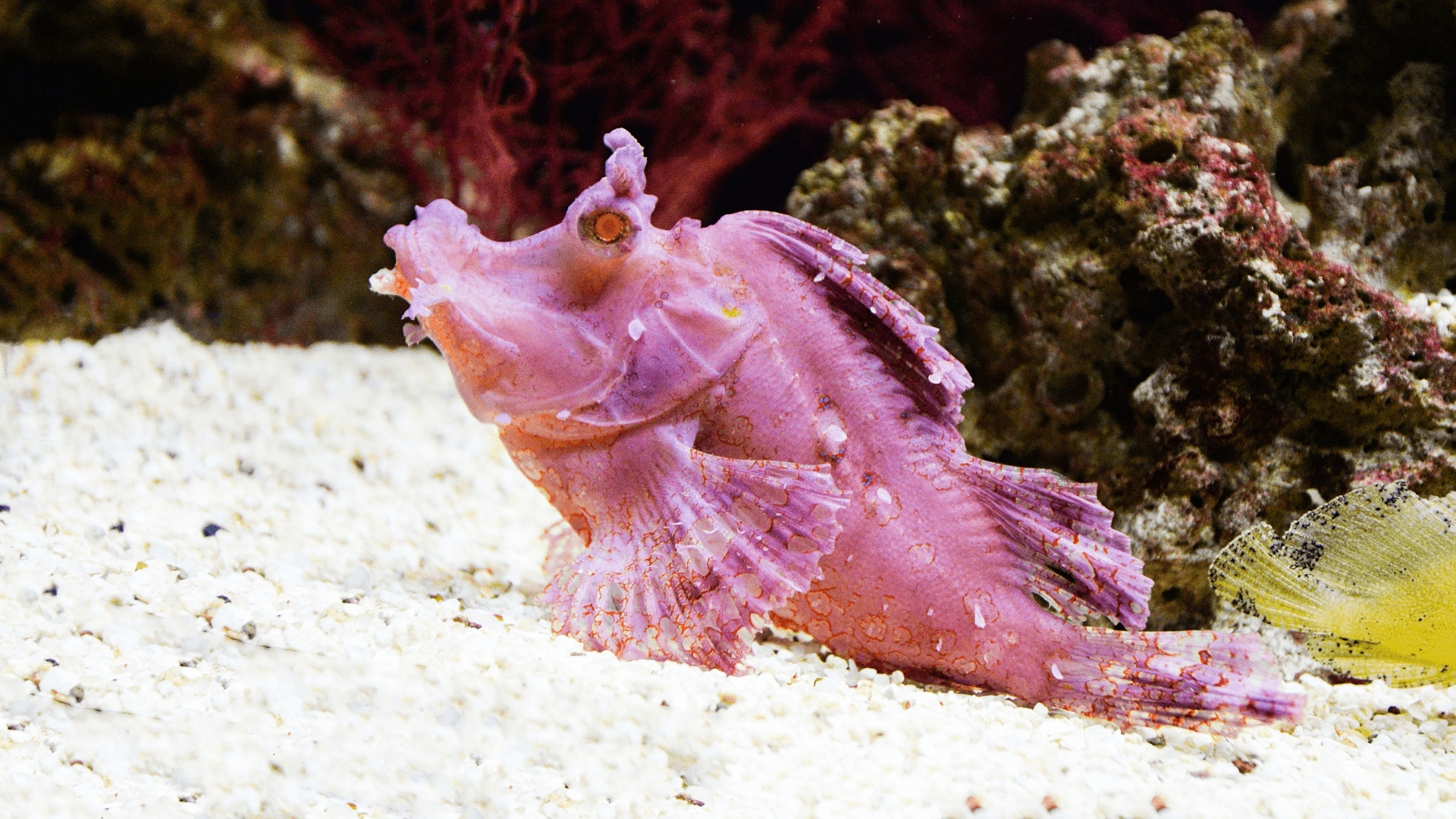 A photo of Scorpionfish