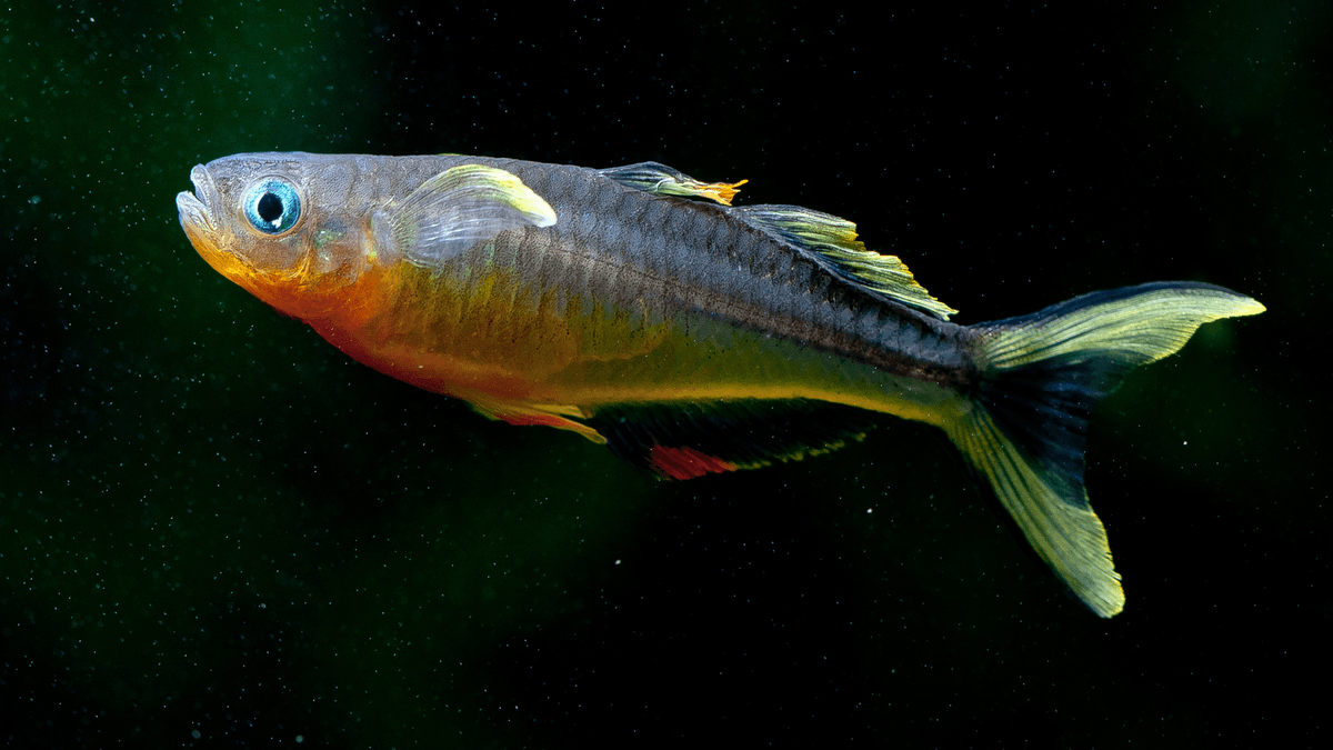 An image of a Forktail blue-eye