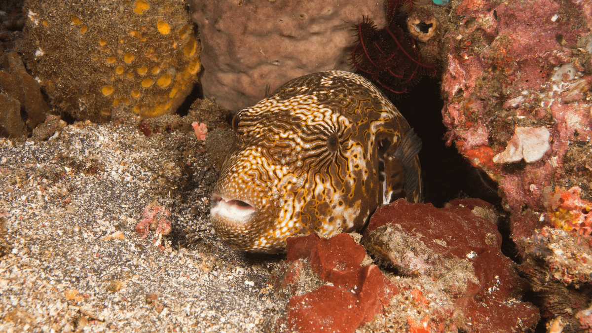 An image of a Map puffer