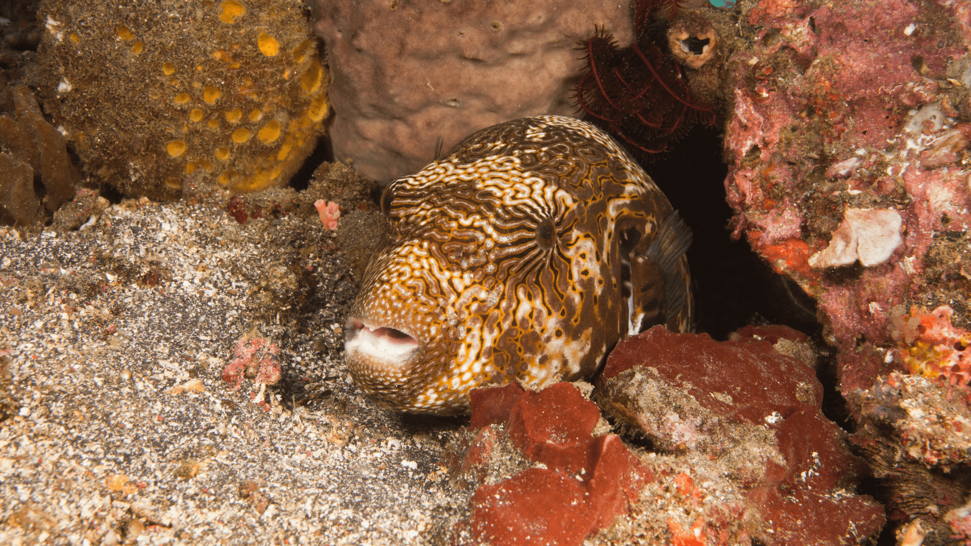 A photo of Map puffer