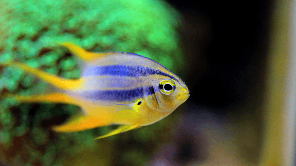 An image of a Black and gold chromis