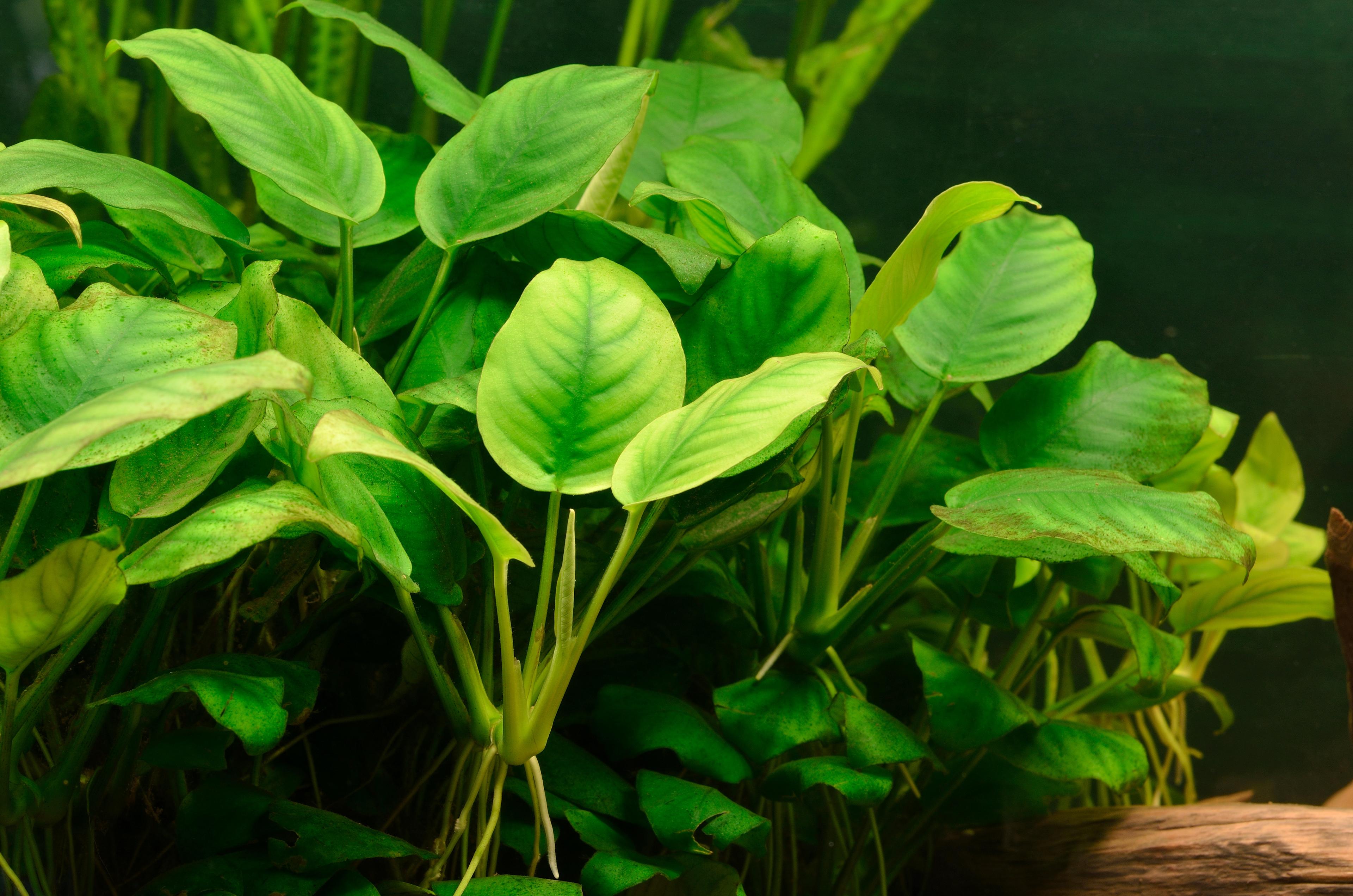 A photo of Anubias