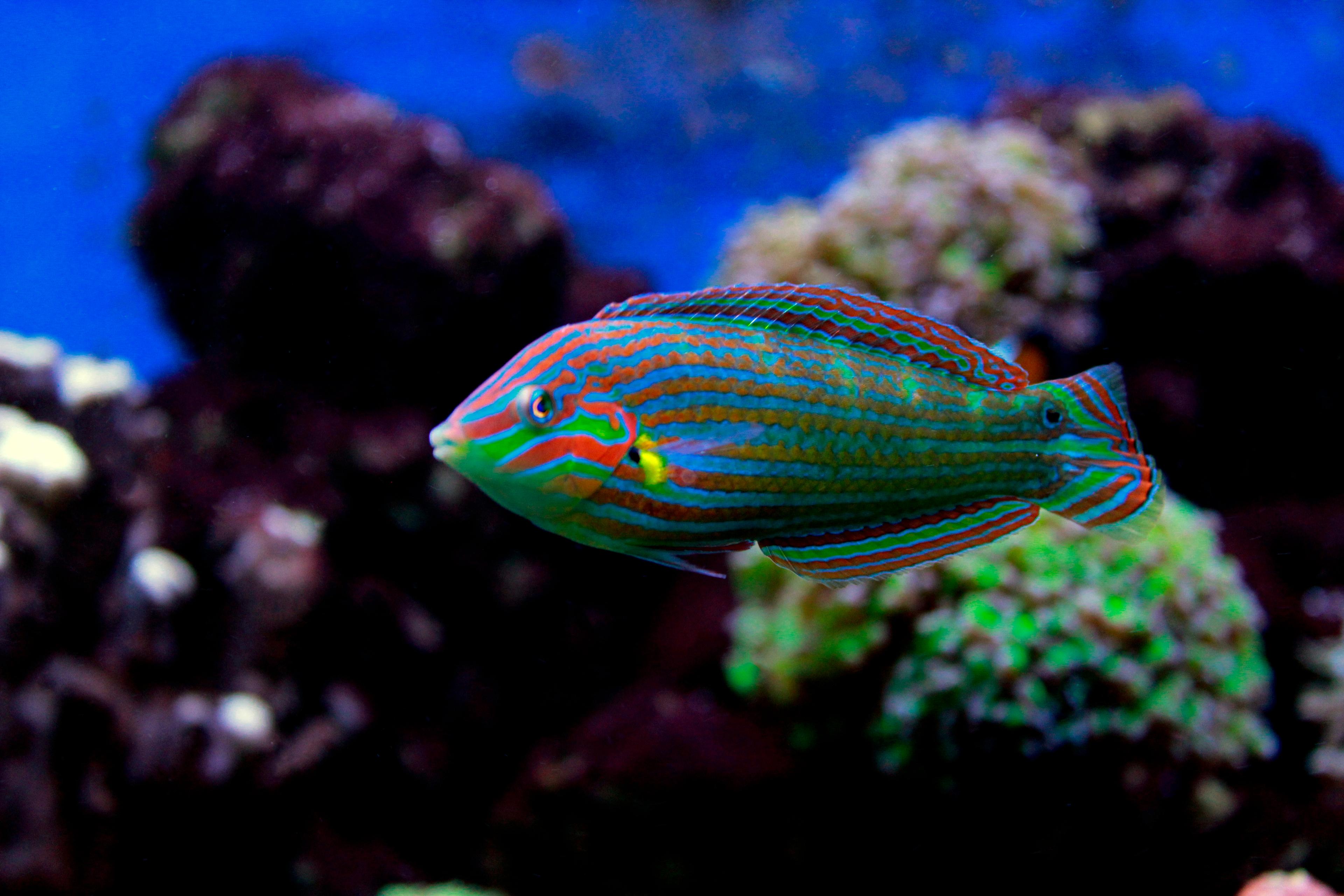 A photo of Hoeven's wrasse