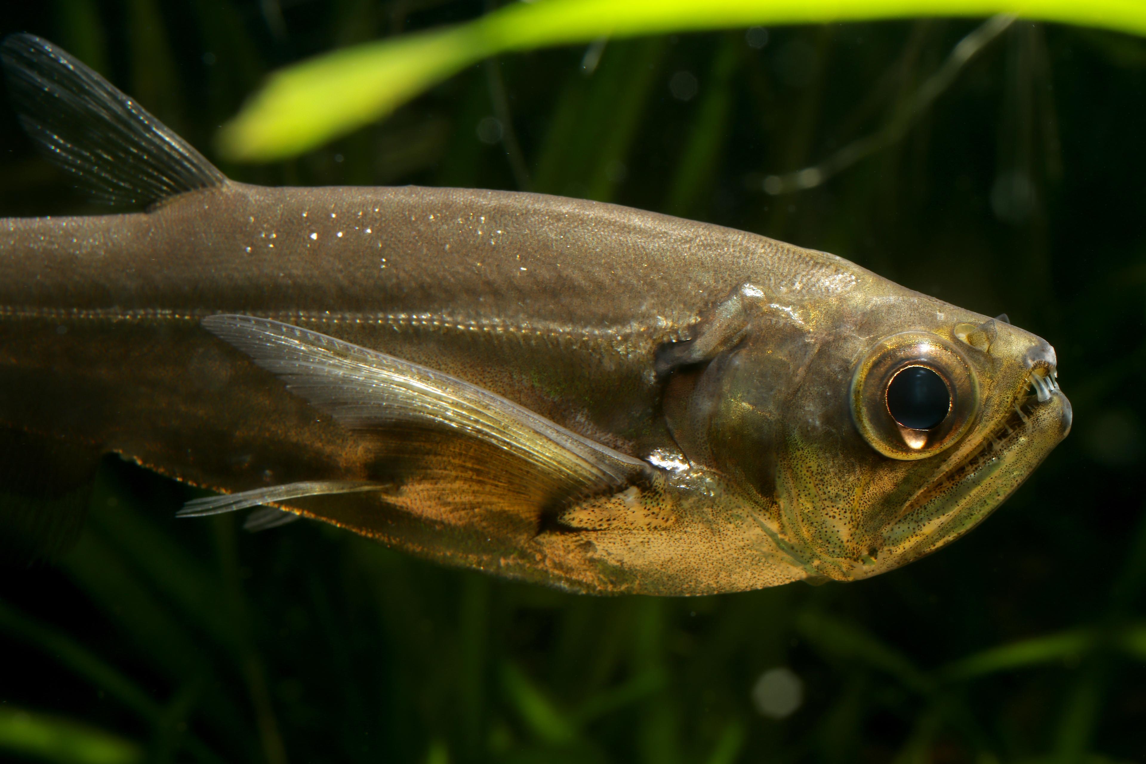 A photo of Payara