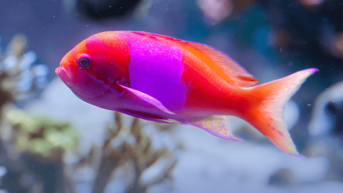 An image of a Squareback anthias