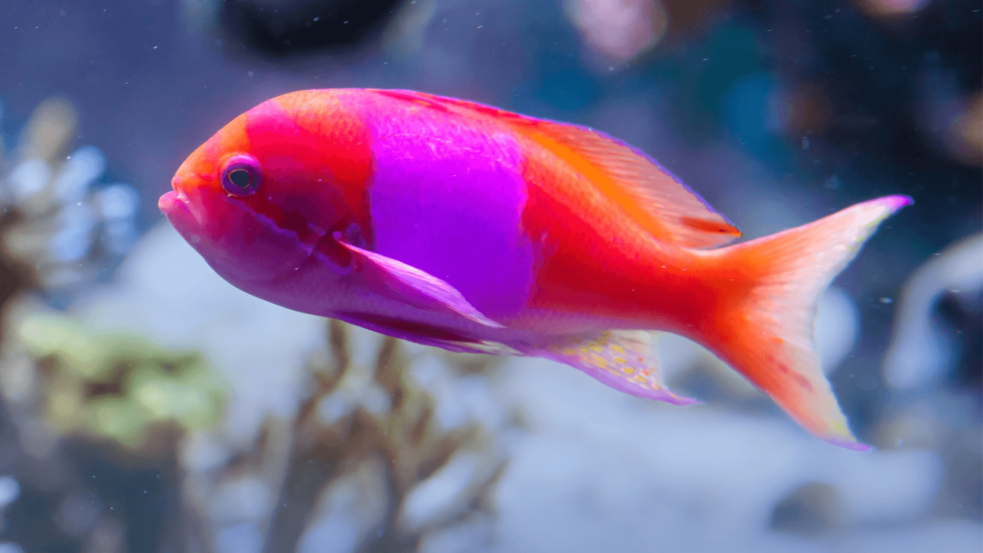 A photo of Anthias