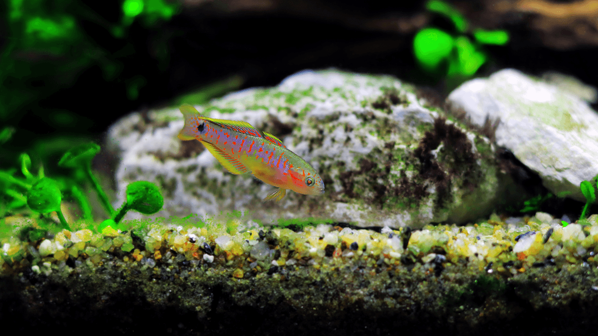 An image of a Peacock gudgeon