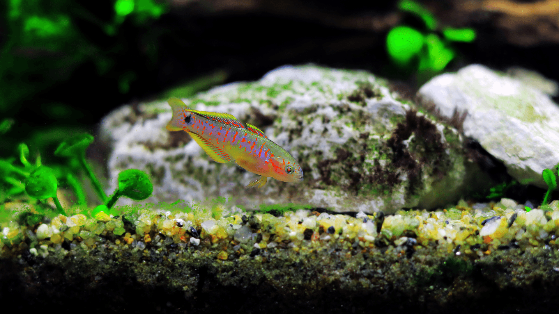 A photo of Peacock gudgeon